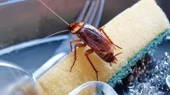 Hamamböcekleri Kaçıyor: Sıradan Bir Mutfak Malzemesi Sorunu Etkili Bir Şekilde Çözüyor