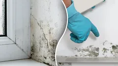 Küf Sonsuza Dek Yok Olacak: Kimyasalsız Mucizeler Yaratan Doğal Çözümler