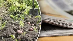 Zamanı Geldi: Eski Gazeteleri Bahçede ve Arazide Nasıl Değerlendirebilirsiniz ve Neden Çok Faydalıdırlar?