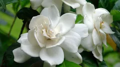 Eviniz İçin En İyi Çiçek: Odayı Saran Lüks Koku ve Kolay Bakım