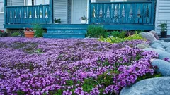 Kasımda Bu Çiçekleri Ekin - Baharda Renkli Bir Halı Gibi Açacaklar: Bahçıvanın İpuçları