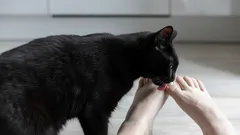 Kediler Neden Sahiplerinin Ayaklarını Yalar? Uzmanlar Bu Garip Davranışın Sebebini Açıkladı