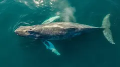 Kimsenin Canlı Görmediği Deniz Canlısı: Nadir Tür İlk Kez İnsanlarla Karşılaştı